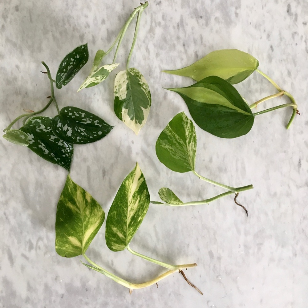 Pothos Cuttings Bundle